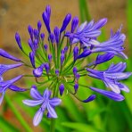 Kalokvet modrý (Agapanthus umbellatus) ´BLUE´ - výška 30-40 cm, kont. C3L